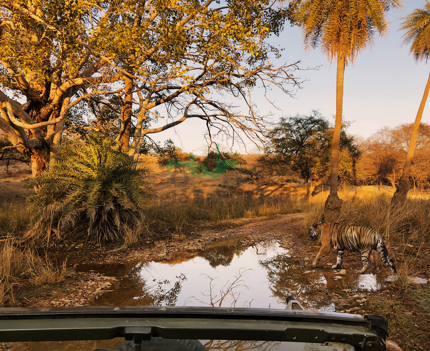 Ranthambore Tour for 1 Night / 2 days with 1 canter safari